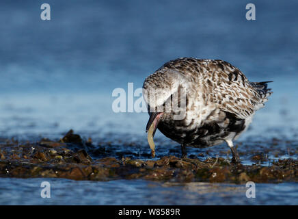 Kiebitzregenpfeifer (Pluvialis squatarola) Fütterung, Uto, Finnland, kann Stockfoto