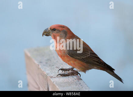 Parrot Gegenwechsel (Loxia pytyopsittacus) männlich, Uto, Finnland, September Stockfoto