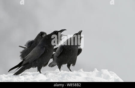 Raben (Corvus Corax) Aufruf im Schnee, Spanien November Stockfoto
