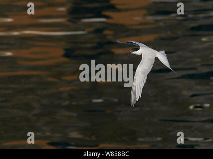 Roseate Tern (Sterna Dougallii) im Flug, Madeira, Portugal, August Stockfoto