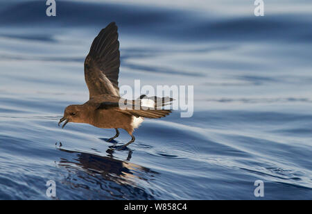 Wilson's Storm Petrel (Oceanites Oceanicus) Ernährung während "Wandern am Wasser" Atlantik, Madeira, Portugal, August Stockfoto