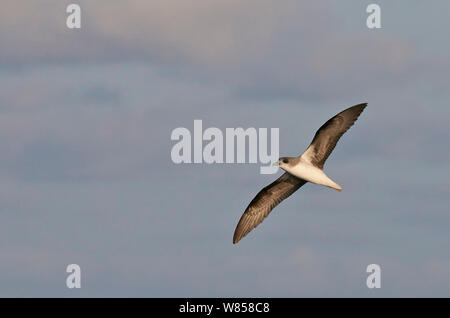 Zino's Petrel (Pterodroma Madeira) im Flug, Madeira, August Stockfoto