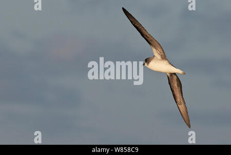 Zino's Petrel (Pterodroma Madeira) im Flug über den Atlantik, Madeira, August Stockfoto