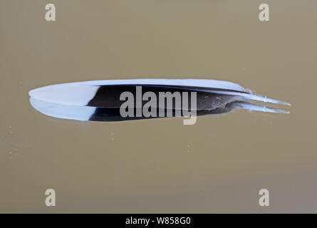 Turteltaube (Streptopelia turtur) tail Feather, BirdLife Malta Springwatch Camp, Malta, April 2013 Stockfoto