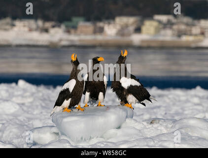 Der Steller Seeadler (Haliaeetus pelagicus) Berufung auf Eis aus Rausu auf Shiretoko Halbinsel, Hokkaido, Japan, Februar Stockfoto