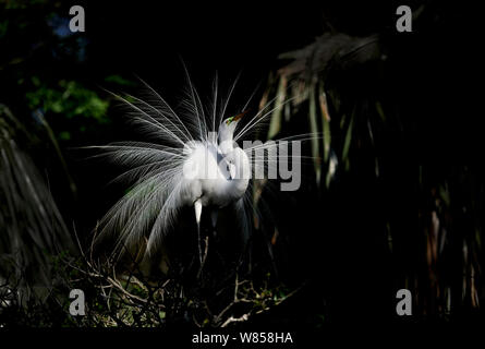 Silberreiher (Ardea alba) Anzeige im Nest, die St. Augustine, Florida, USA Stockfoto