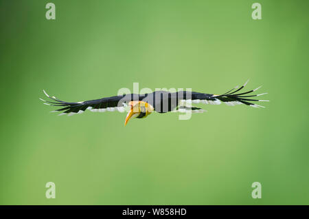 Great Hornbill (Buceros bicornis) im Flug, Malaysia Stockfoto