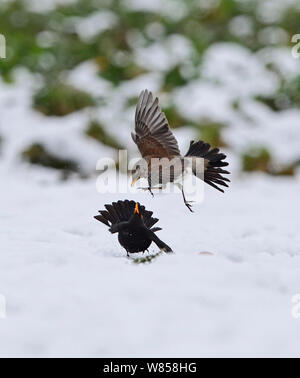 Wacholderdrossel (Turdus pilaris) kämpfen mit männlichen Amsel (Turdus merula) über die Äpfel im Schnee Norfolk, Januar Stockfoto