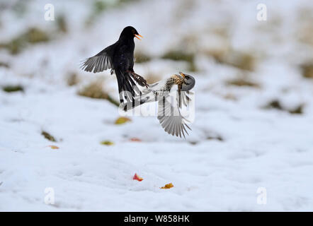 Wacholderdrossel (Turdus pilaris) kämpfen mit männlichen Amsel (Turdus merula) über die Äpfel im Schnee Norfolk, Januar Stockfoto