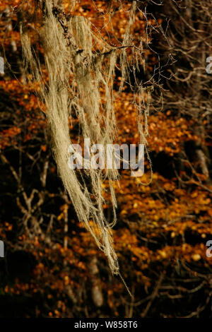 Bart Old Man's Flechten (Usnea longissima) Lebensmittel Yunnan snub-gerochene Monkey (Rhinopithecus bieti), Baimaxueshan Naturschutzgebiet, Yunnan, China, November Stockfoto