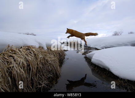 Red Fox (Vulpes vulpes) springen über Stream, Kronotsky Zapovednik Nature Reserve, Kamtschatka, Russischen Fernen Osten, April. Stockfoto