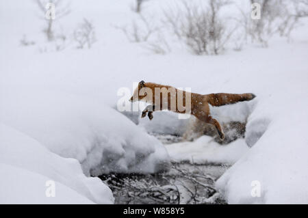 Red Fox (Vulpes vulpes) über Stream im Schnee springen, Kronotsky Zapovednik Nature Reserve, Kamtschatka, Russischen Fernen Osten, April. Stockfoto