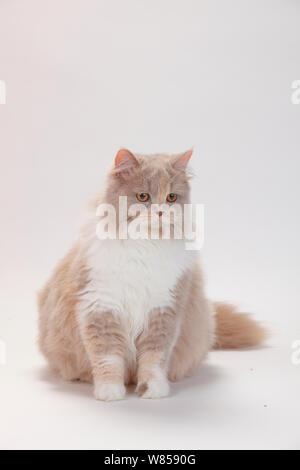 Britisch Langhaar Katze mit lilac-tortie-White Coat Stockfoto