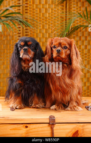 Cavalier King Charles Spaniel mit schwarz-tan und der andere mit rubinroten Mantel Stockfoto