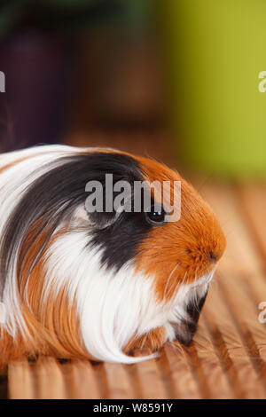 Sheltie Meerschweinchen mit schildpatt-weiß-Mantel Stockfoto