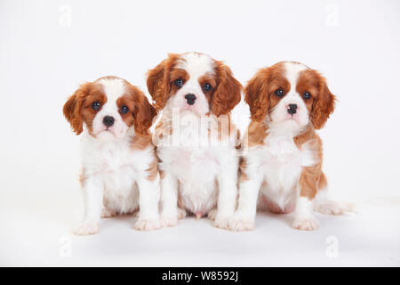 Cavalier King Charles Spaniel, drei Welpen mit Blenheim Mantel Stockfoto