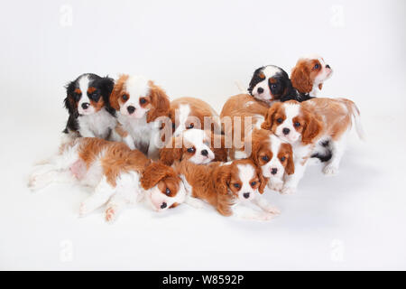 Große Gruppe von Cavalier King Charles Spaniel, Welpen, mit zwei die Trikolore Fell und den stillstehenden Blenheim haben Stockfoto