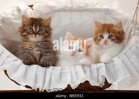 Britisch Langhaar Katze, drei Kätzchen im Alter von 8 Wochen im Korb Stockfoto