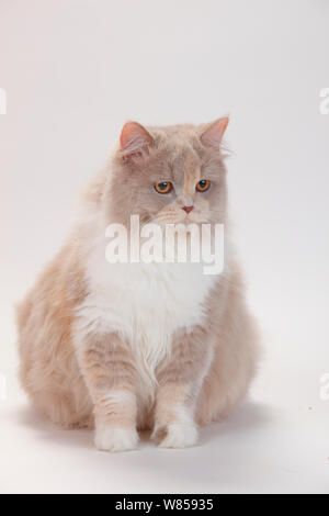 Britisch Langhaar Katze mit lilac-tortie-weißen Mantel, sitzen Stockfoto