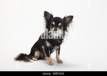 Chihuahua langhaar mit schwarz-creme-weißen Mantel, sitzen Stockfoto