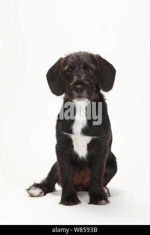 Gemischte Rasse Hund, Welpen im Alter von 14 Wochen Stockfoto