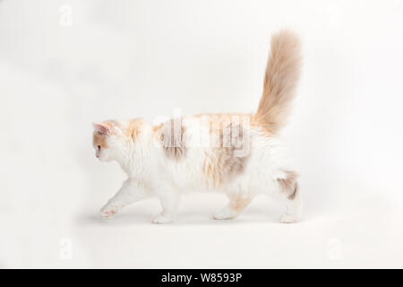 Britisch Langhaar Katze, Kitten mit 'lilac-tortie-Weiß', im Alter von 4 Monaten, wandern Profil Stockfoto
