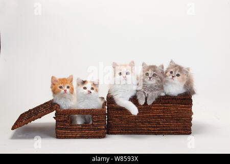 Britisch Langhaar Katzen, fünf Kätzchen im Alter von 10 Wochen sitzen in Körbe. Stockfoto