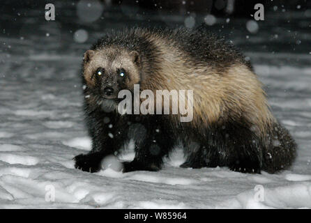 Der Vielfraß (Gulo Gulo) Porträt bei Nacht. Kronotsky Zapovednik Nature Reserve, Kamtschatka, Russischen Fernen Osten, Dezember. Stockfoto