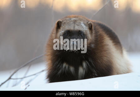 Vielfraß (Gulo Gulo) Porträt. Kronotsky Zapovednik Nature Reserve, Kamtschatka, russischen Fernen Osten, Februar. Stockfoto