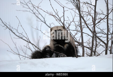 Vielfraß (Gulo Gulo) Porträt. Kronotsky Zapovednik Nature Reserve, Kamtschatka, russischen Fernen Osten, Februar. Stockfoto