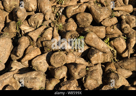 Geerntete Zuckerrüben (Beta vulgaris) Norfolk, November Stockfoto