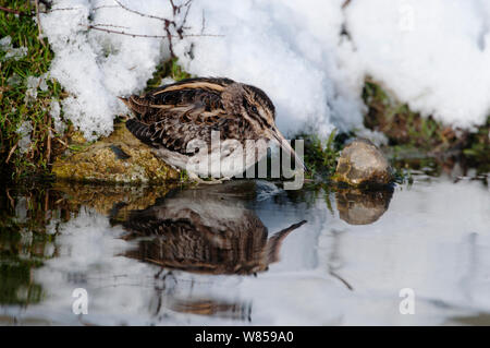 Jack Snipe (Lymnocryptes minimus) Ernährung bei kaltem Wetter, Salthouse Ententeich, Norfolk, Dezember Stockfoto