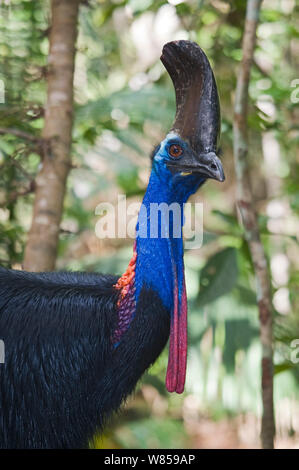 Southern Cassowary (Casuarius casuarius) Porträt, Cassowary Haus, Queensland, Australien Stockfoto