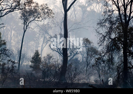 Nach einem Buschfeuer in der Nähe von Charter Towers Queensland, Australien Stockfoto