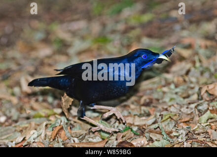 Satin Bowerbird (Ptilonorhynchus violaceus) männliche Sammeln von blauen Feder für Bower, Lamington NP, Queensland, Australien, September Stockfoto