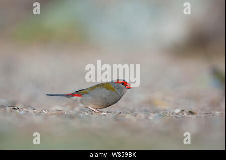 Rot der tiefsten Firetail (Neochmia M. temporalis) Lamington NP, Queensland, Australien Stockfoto
