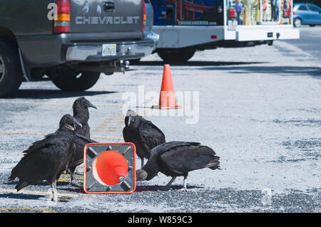 Amerikanische schwarze Geier (Coragyps atratus), ziehen Sie einen Verkehr Poller auseinander in Parkplatz bei Anhinga Trail, Florida Stockfoto
