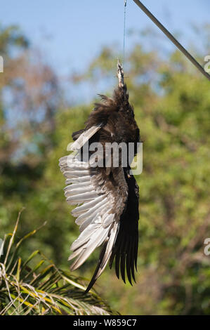 Truthahngeier (Cathartes Aura) Schlachtkörper in Parkplatz aufgereiht an anhinga Trail in Florida Everglades National Park schwarze Geier von stripping Gummi von geparkten Autos, Florida, USA zu entmutigen Stockfoto