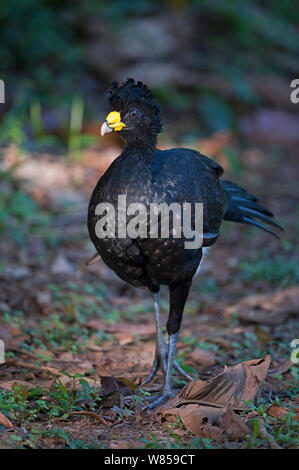 Great Curassow (Crax rubra) männlich, La Selva, Costa Rica Stockfoto