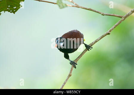 Montezuma Oropendola (Psarocolius Montezuma) costarica Stockfoto