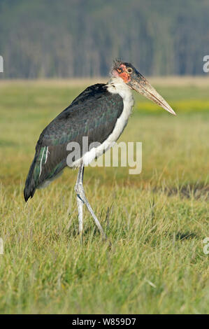 Marabu (Leptoptilos crumeniferus) Lake Nakuru, Kenia Stockfoto