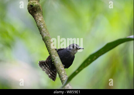 White-throated Ant Vogel (Gymnopithys salvini) Tambopata, Peru Stockfoto