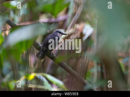 White-throated Ant Vogel (Gymnopithys salvini) Tambopata Peru Stockfoto