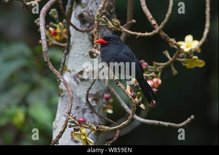 Schwarze Glasfront (Nunbird nigifrons Monasa) Iquitos, Amazonas, Peru Stockfoto