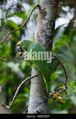 Gelb - gekrönte Papagei (Amazona ochrocephala) Ernährung, Iquitos, Peru Stockfoto