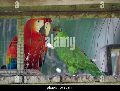 Hellrote Ara (Ara macao) und festliche Papagei (Amazona festiva), eingesperrt, in einem Dorf am Amazonas. Peru Stockfoto