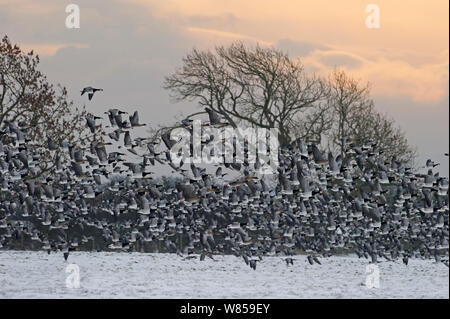 Herde der Nonnengänse (Branta leucopsis) Solway, Dumfries, Schottland, Dezember Stockfoto