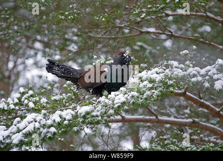 Capercailie (Tetrao urogallus) männlich, Fütterung in Nadelbaumbaum im Winter, Highlands, Schottland, Februar Stockfoto