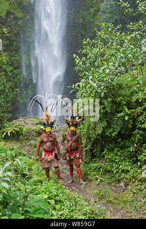 Timan Tumbo und Hale Johu - Huli Wigmen in Vogel paradiesvogelfedern Tari-schlucht, Papua-Neuguinea, August 2011 geschmückt Stockfoto