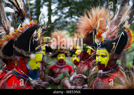 Huli Wigmen aus der Tari-schlucht, Southern Highlands an einem Singen - singen Mount Hagen, Papua Neu Guinea. Das Tragen von Bird of paradise Daunen und Federn besonders Raggiana Bird Of Paradise. August 2011 Stockfoto